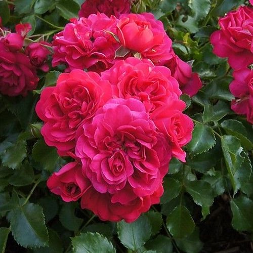 Rozenstruik - Webwinkel - Rosa Gärtnerfreude ® - geurloze roos - Stamroos – Kleine bloemen - rood - W. Kordes’ Söhne®compacte kroonvorm - 0